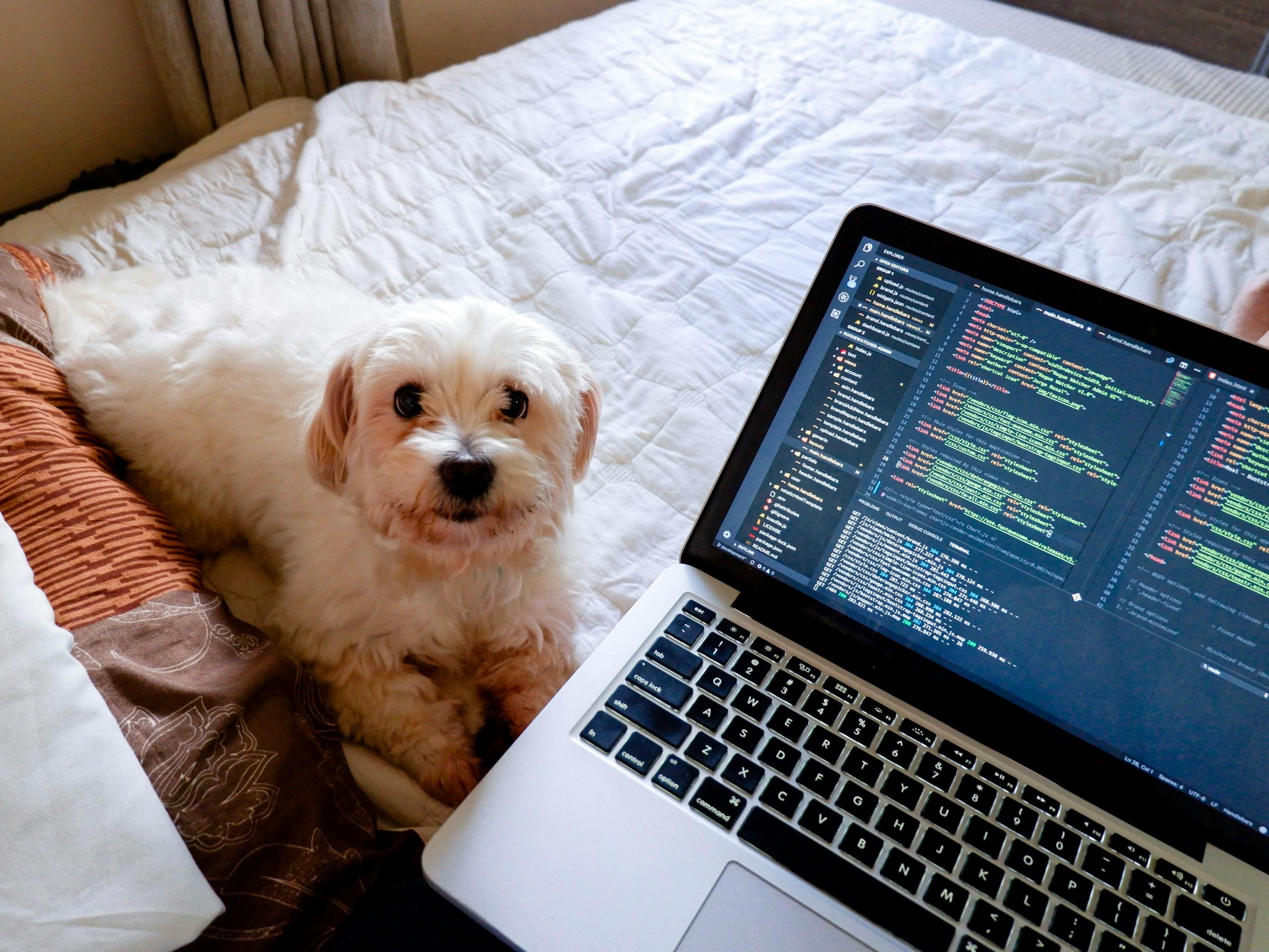 Processus d'adoption PawsConnect