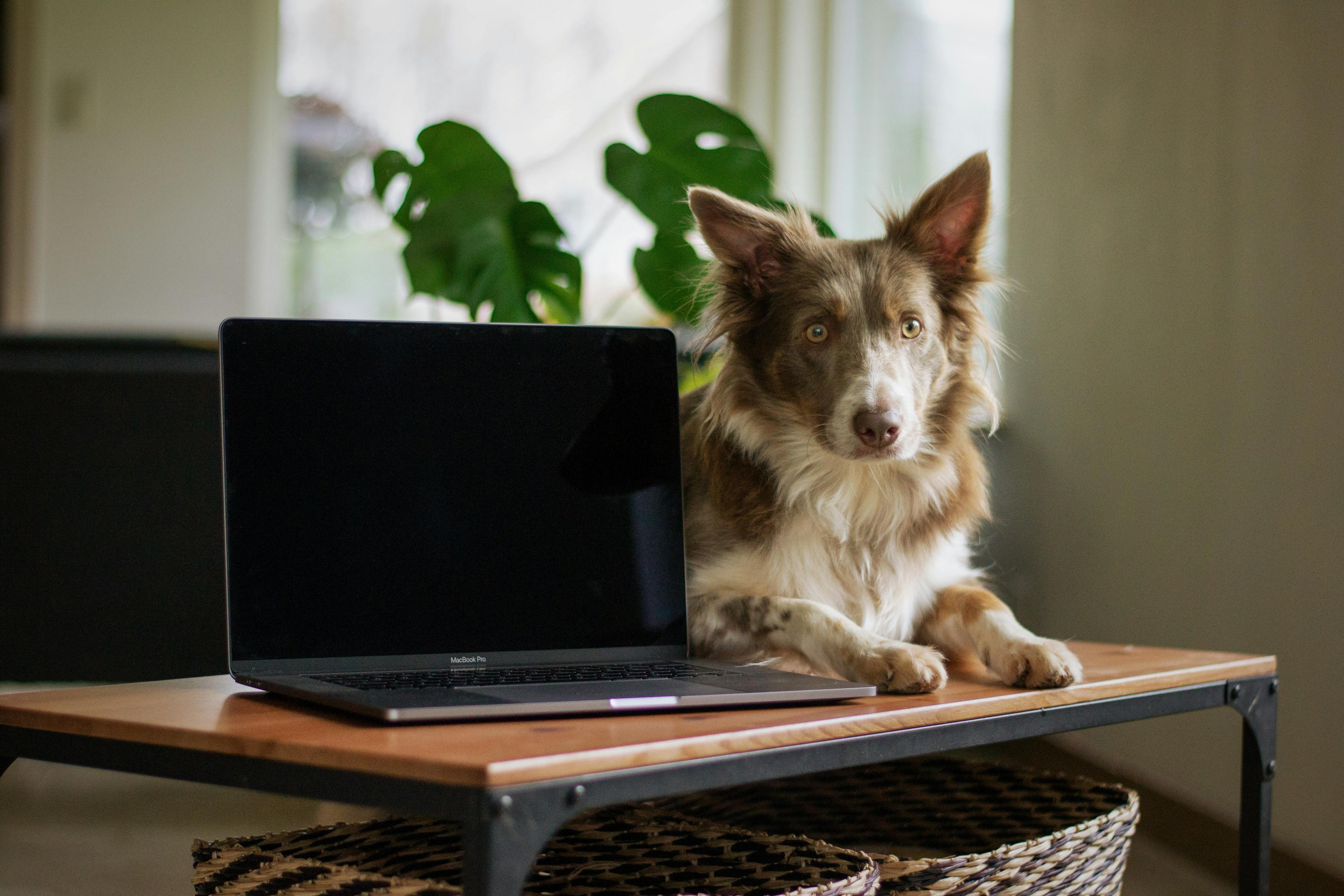 Un chien mignon travaillant sur un ordinateur portable