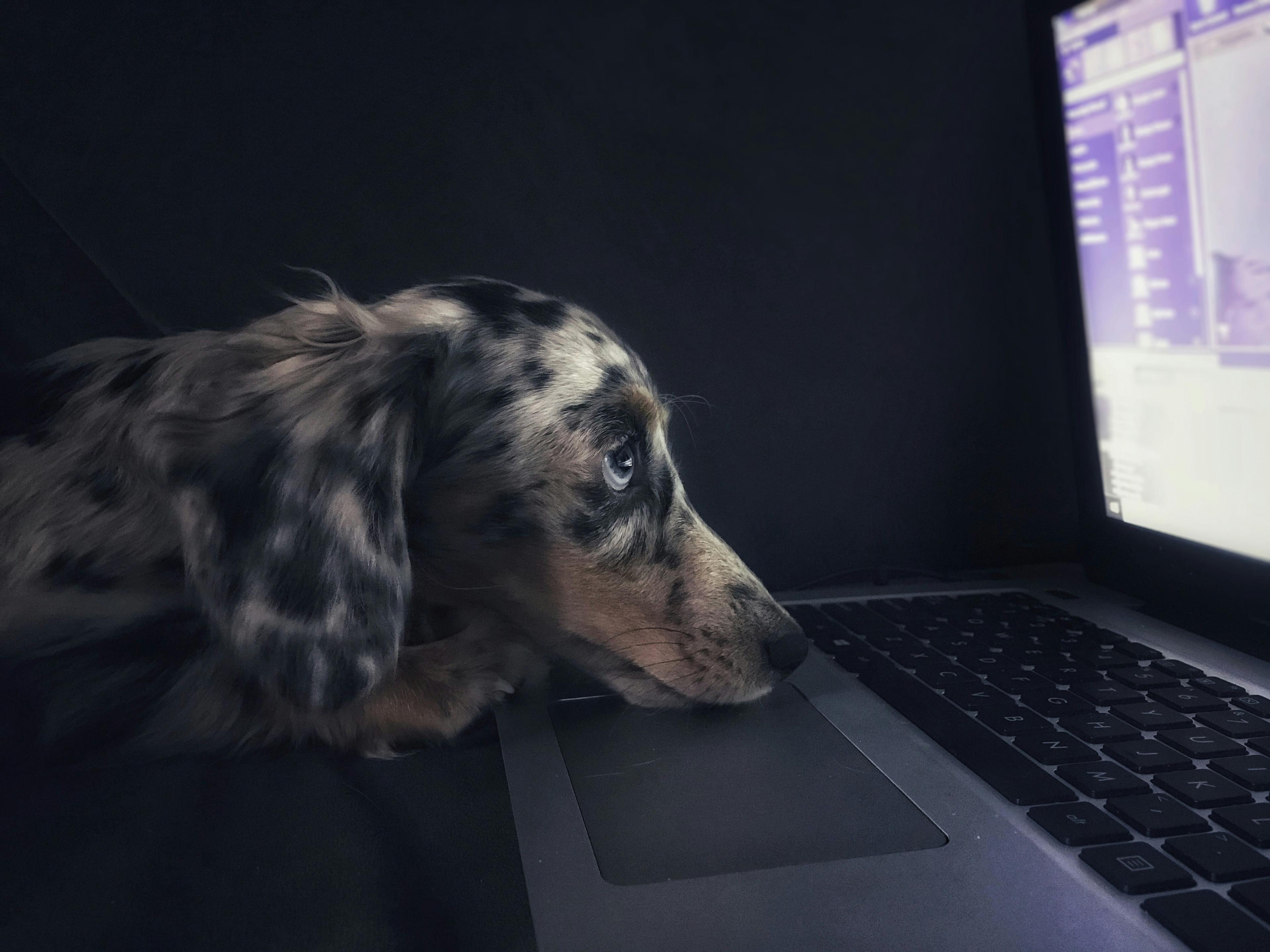Suivi médical sur PawsConnect