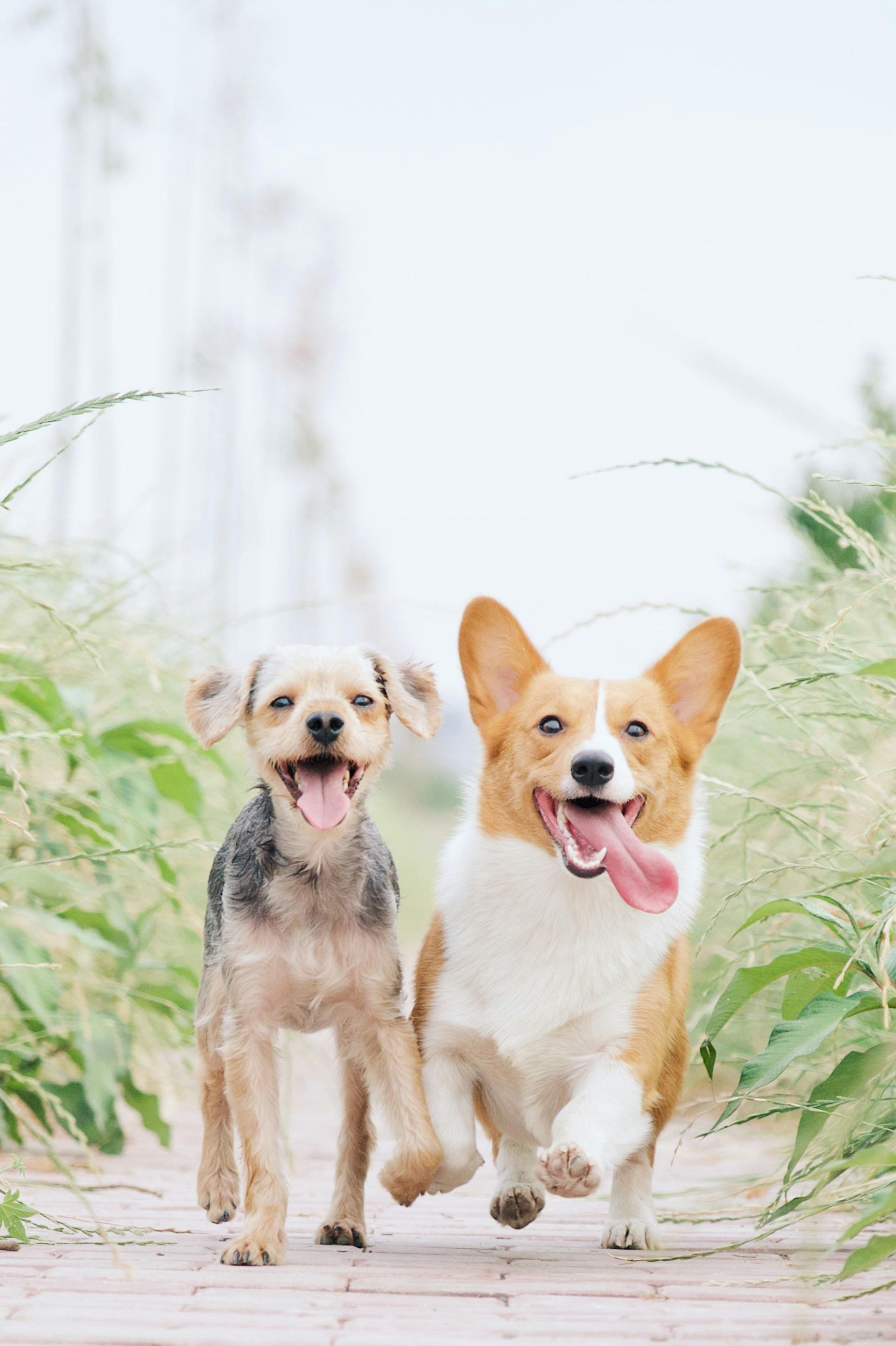 Système de gestion des animaux PawsConnect