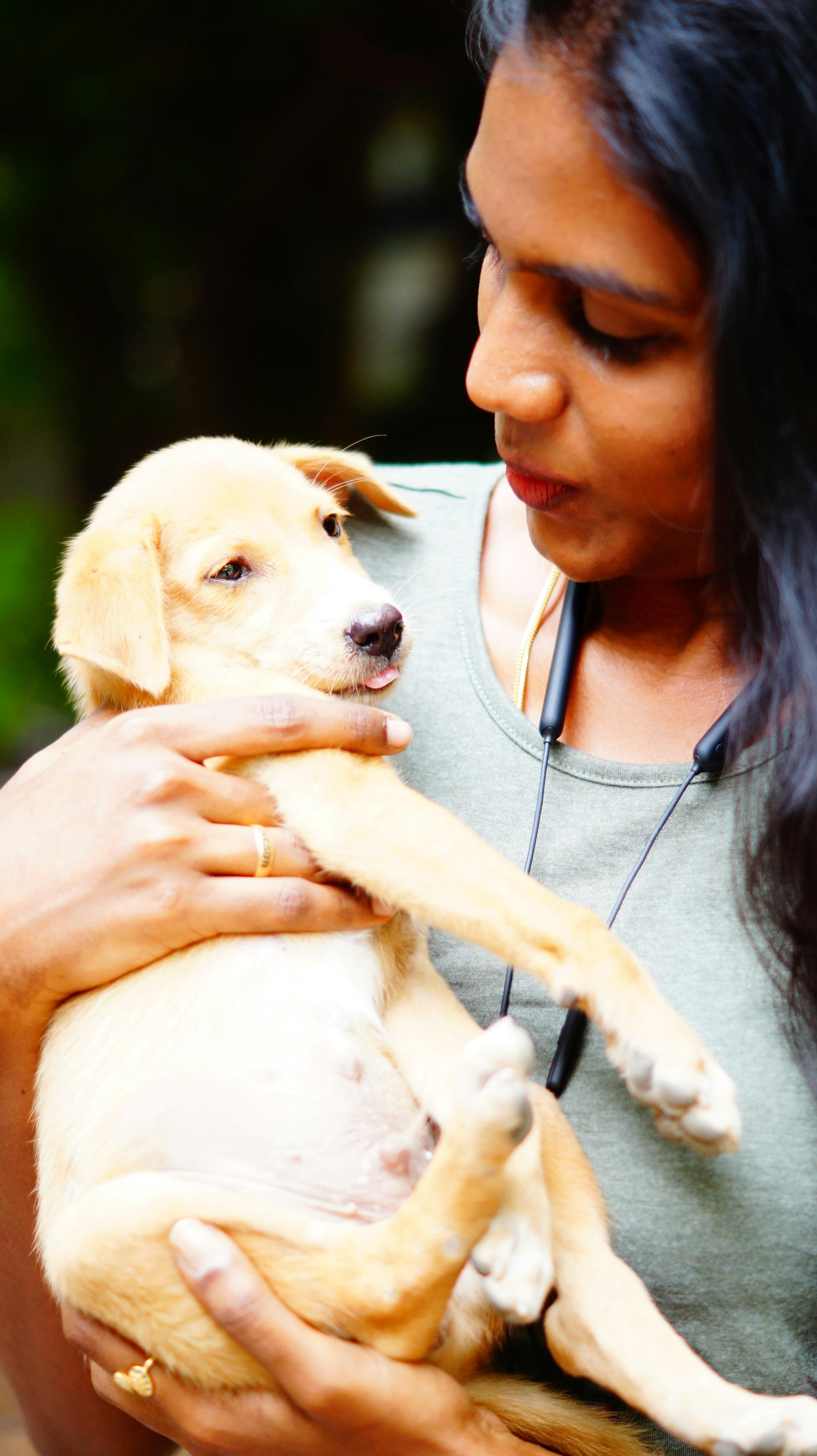 Interface de gestion des bénévoles PawsConnect